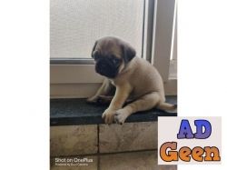 used 75 days old pug male puppy for sale for sale 